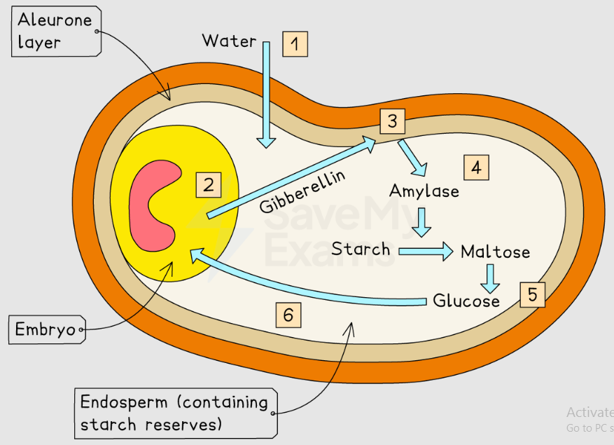 <p>for seed germination and controlling stem elongation </p>