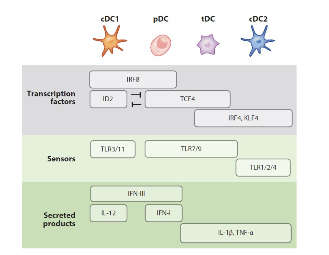 <p>Transcription factors: IRF8, TCF4</p><p>Sensors:TLR 7/9</p><p>Secreted Products: IFN-III, IFN-I </p>