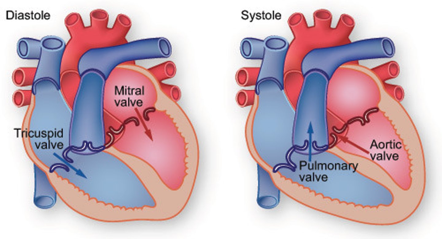 <p>contraction of the heart</p>