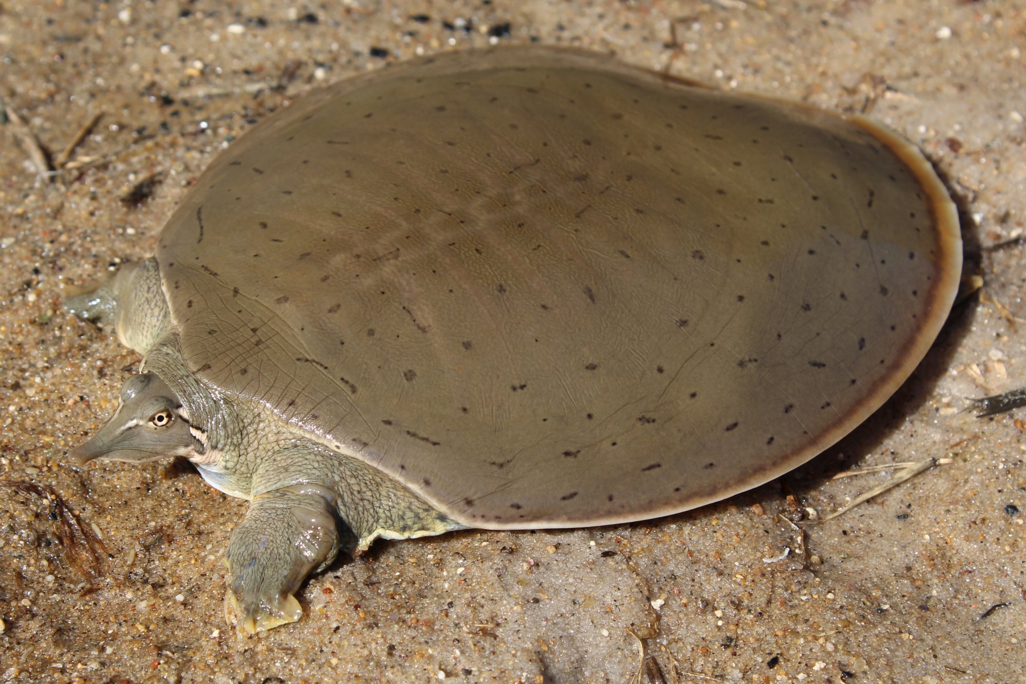 <p>Smooth Softshell Turtle (<em>Apalone mutica</em>)</p>