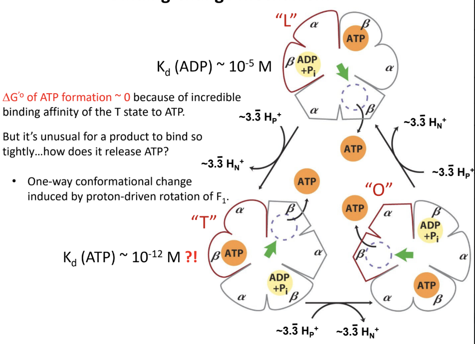 <p>What does the T state do?</p>