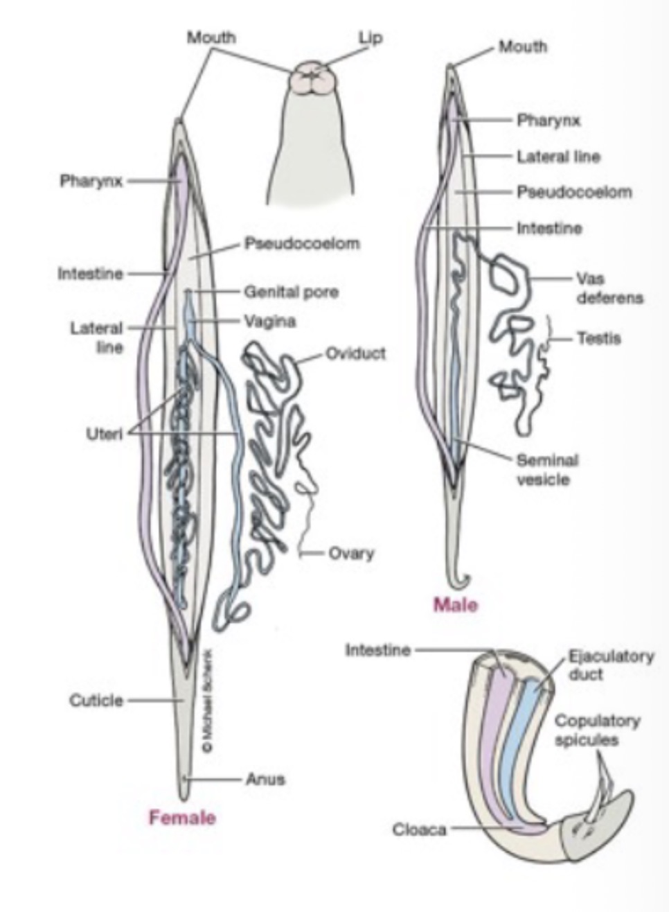 <p>What are lateral lines used for in Nematodes?</p>
