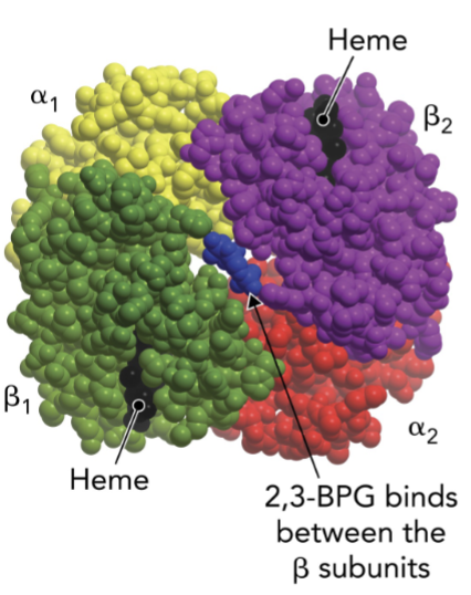 <p>2,3-BPG is a negative heterotropic regulator that binds the central cavity of deoxyglobin, stabilizing the T state </p><ul><li><p>interacts with His2, Lys82, and His143 on both beta subunits </p></li><li><p>these ionic interactions stabilize the T state, lower O2 affinity, and promote O2 unloading in tissues, especially under low O2 conditions </p></li></ul><p>only 1 2,3-BPG molecule binds per tetrameter, but its effect is sufficient to reduce O2 binding to all subunits </p><p>M4T6</p>