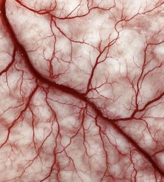 <p>las venas </p>