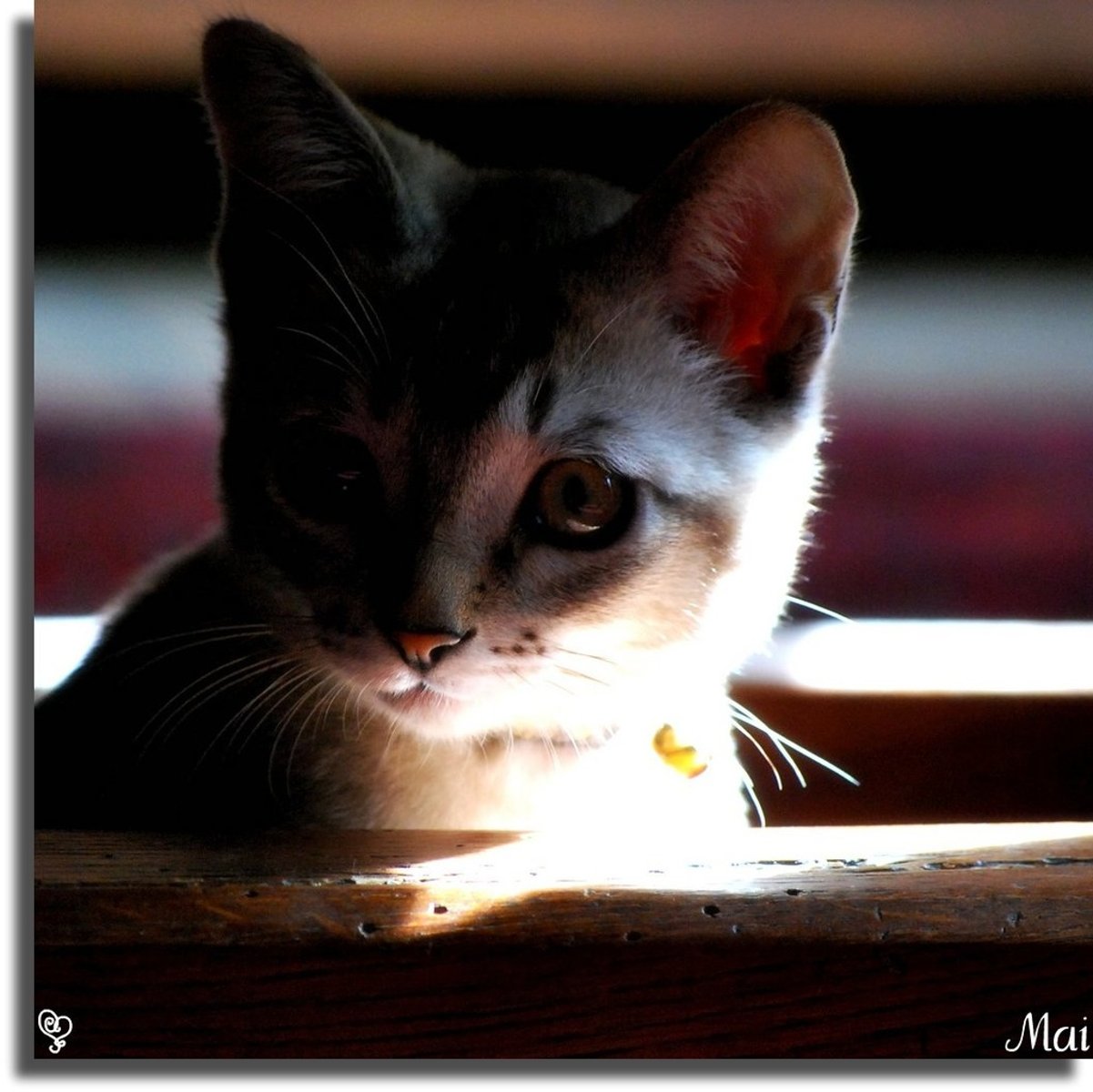 <p>kitten - /ˈkɪtn/ [c]</p>