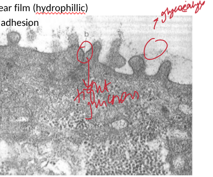 <p>tight junctions between superficial squamous epithelial cells = permeability barrier</p><p></p><p>glycocalyx facilitates attachment/spreading of tear film (Hydrophillic)</p><p></p><p>interdigitations and desmosomes between wing cells = intercellular adhesion reistsing force from eye movement</p>