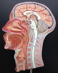 <p>nose</p>