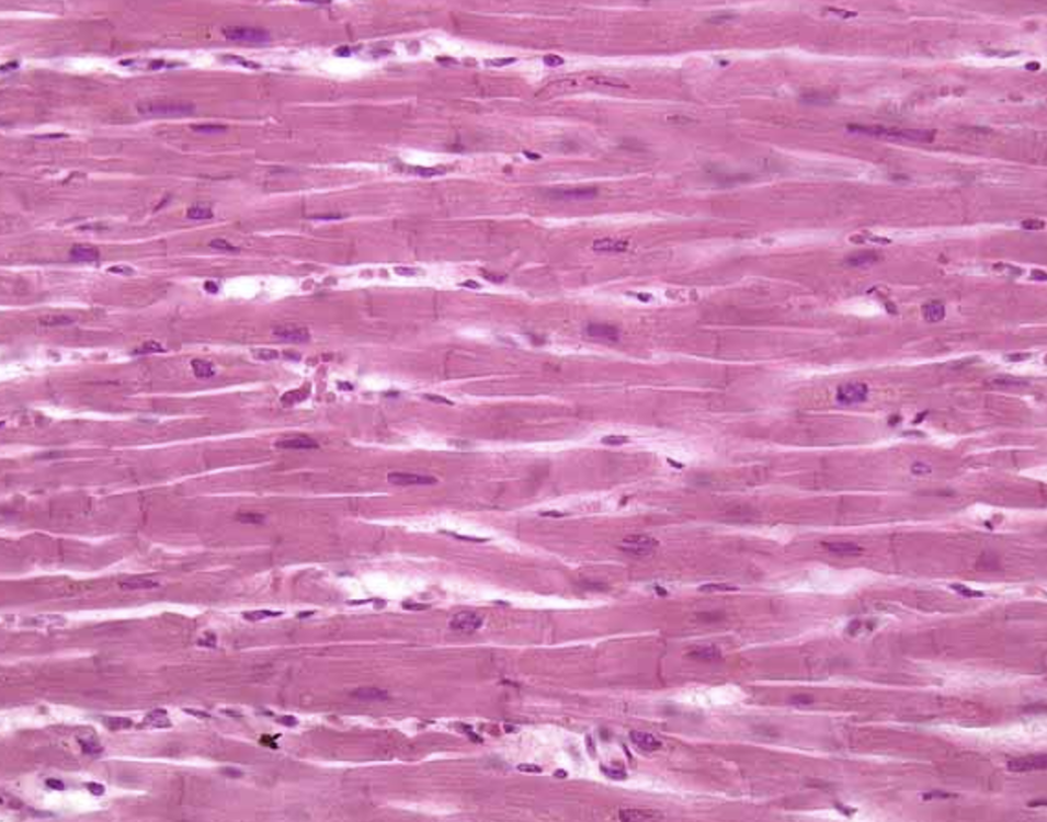 <p><span>Identify the tissue shown here.</span></p>