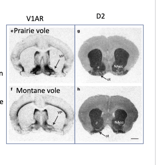 <p>e. prairie vole V1aR receptors expression in the VP</p><p>f. meadow vole V1aR receptors expression in VP</p><p>g. expression of D2 receptors in prairie vole</p><p>h. expression of D2 receptors in meadow vole</p><p>observable differences in V1aR, but D2 receptor distribution is relatively similar between both vole species</p>