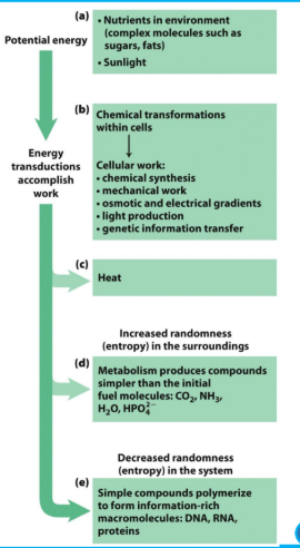 <p><strong><u>Energy Transofrmations in Living Organisms </u></strong></p><ul><li><p>The<strong> first law of thermodynamics: </strong>in any physcial or chemical change, the total amount of energy in the universe remains constant, <strong><mark data-color="blue" style="background-color: blue; color: inherit;">although the _____ of energy may change.</mark></strong></p></li></ul><p></p>