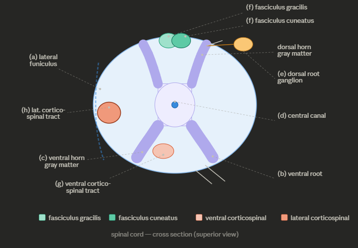 <p>Here's a summary of each labeled structure:</p><p class="font-claude-response-body break-words whitespace-normal leading-[1.7]"><strong>(a) Lateral funiculus of white matter</strong> — the large white matter region on each side of the cord, between the dorsal and ventral horns. Contains ascending and descending tracts.</p><p class="font-claude-response-body break-words whitespace-normal leading-[1.7]"><strong>(b) Ventral root</strong> — carries motor (efferent) nerve fibers exiting the spinal cord to muscles.</p><p class="font-claude-response-body break-words whitespace-normal leading-[1.7]"><strong>(c) Ventral horn of gray matter</strong> — the anterior "wing" of the H-shaped gray matter; contains cell bodies of motor neurons.</p><p class="font-claude-response-body break-words whitespace-normal leading-[1.7]"><strong>(d) Central canal</strong> — the tiny central channel running the length of the cord, filled with CSF.</p><p class="font-claude-response-body break-words whitespace-normal leading-[1.7]"><strong>(e) Dorsal root ganglion</strong> — a swelling on the dorsal root just outside the cord; contains cell bodies of sensory (afferent) neurons.</p><p class="font-claude-response-body break-words whitespace-normal leading-[1.7]"><strong>(f) Dorsal column tracts</strong> — fasciculus gracilis (medial, carries signals from lower body) and fasciculus cuneatus (lateral, carries signals from upper body); both carry fine touch and proprioception upward.</p><p class="font-claude-response-body break-words whitespace-normal leading-[1.7]"><strong>(g) Ventral corticospinal tract</strong> — descending motor tract near the midline in the anterior white matter; carries voluntary motor commands (uncrossed fibers).</p><p class="font-claude-response-body break-words whitespace-normal leading-[1.7]"><strong>(h) Lateral corticospinal tract</strong> — the main descending motor tract in the lateral white matter; carries crossed voluntary motor commands for skilled movement.</p>
