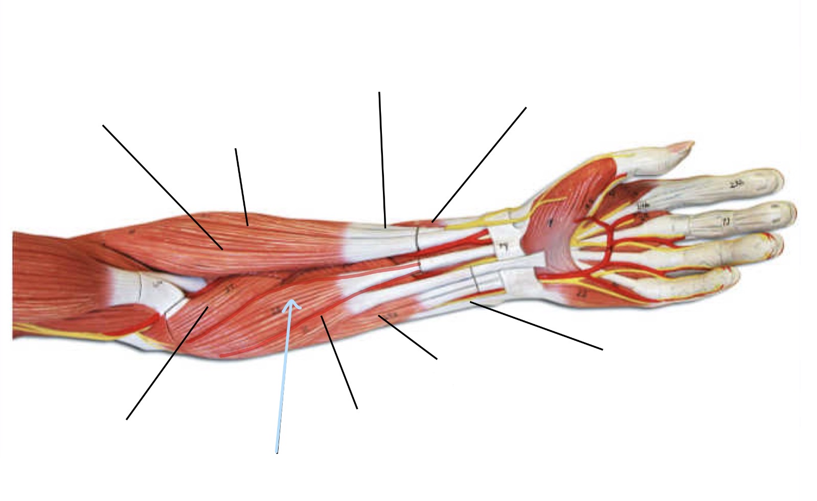 knowt flashcard image