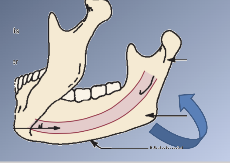 <p><span>MANDIBLE</span><br><span>1. Core = bone that surrounds the inferior alveolar nerve</span><br><span>2. Rest of the mandible = functional processes</span><br><span>1. Alveolar process</span><br><span>2. Muscular processes</span><br><span>3. Condylar process</span></p><p><span>Implants placed in areas of stable bone away from the functional processes à core of the Mn rotates during growth, tending to decrease the Mn plane angle</span></p>