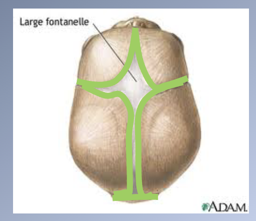 <p><span>1. Made up of flat bones formed directly by intramembranous bone formation.</span><br><span>2. Remodeling and growth occur primarily at the periosteum contact areas between adjacent skull bones → CRANIAL SUTURES</span><br><span>3. BIRTH:</span><br><span>1. Bones widely separated by loose connective tissues = FONTANELLES</span><br><span>2. These allow considerable deformation of the skull at birth</span></p><p><span>4. POST-NATAL GROWTH</span><br><span>1. Apposition of bone along the edges of the fontanelles eliminates these open spaces fairly quickly</span><br><span>2. Bones remain separated by a thin, periosteum-lined suture for many years</span><br><span>3. In adult life, these bones are fused</span></p><p><span>5. MECHANISM OF GROWTH</span><br><span>1. Main: apposition of new bone at these sutures</span><br><span>2. Remodeling allows for changes in contour during growth</span><br><span>- Bone removed from the inner surface of the cranial vault</span><br><span>- New bone is added on the exterior surface</span></p>