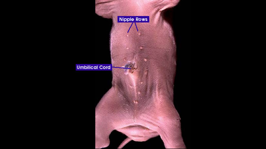 <p><span style="background-color: transparent;">Openings connected to mammary glands through which milk is released</span></p>