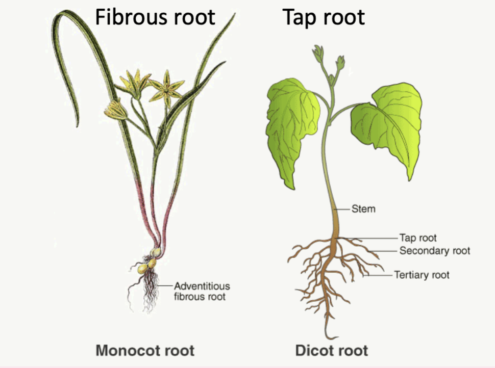 <ul><li><p>Fibrous root → monocot root</p></li><li><p>Tap root → dicot root</p></li></ul><p></p>
