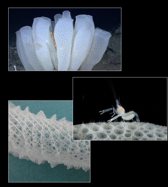 <p>Which phylum and class are these from?</p>