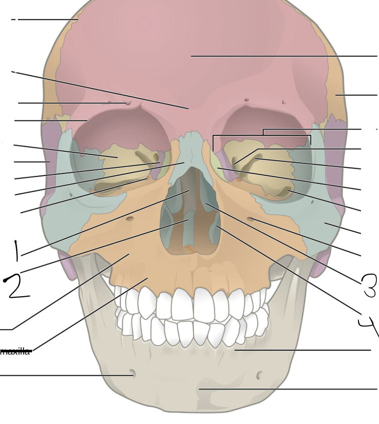 <p>What bone is indicated by #2?</p>