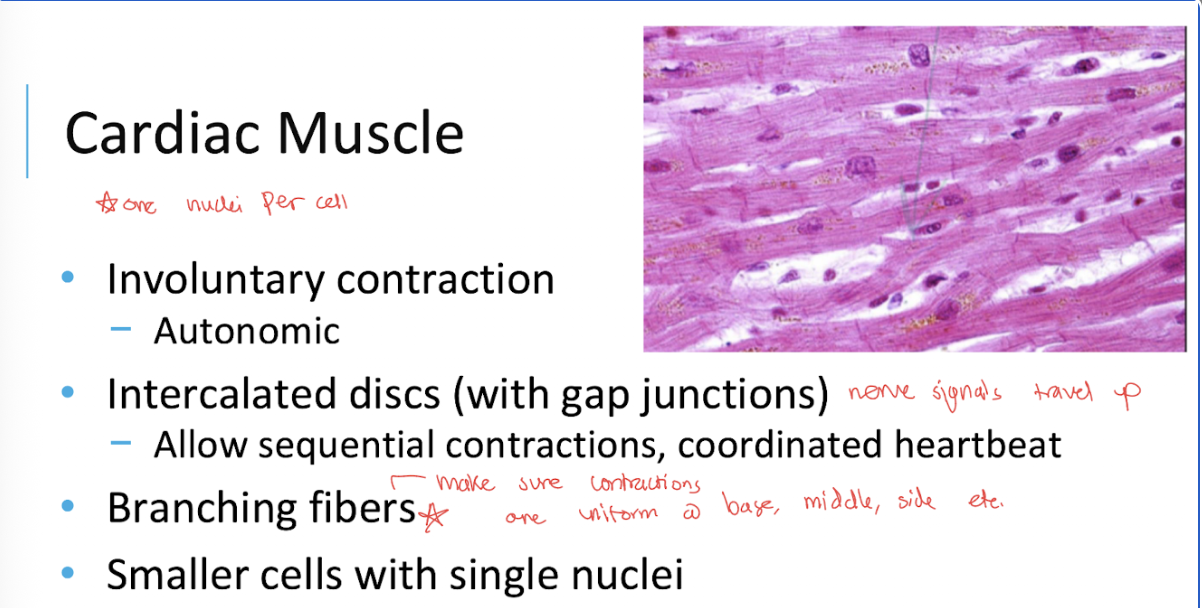 <ul><li><p>Involuntary contractions</p></li><li><p>branching fibers</p></li><li><p>relatively small cells with usually <strong>one nucleus</strong></p></li><li><p>intercalated discs.</p></li></ul><p></p>