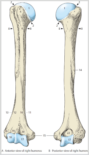 <p>Humerus Proximal End #1</p>