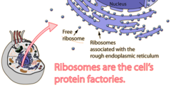 <p>site of protein production → two ribosome subunits that attach to mRNA to start translation</p>