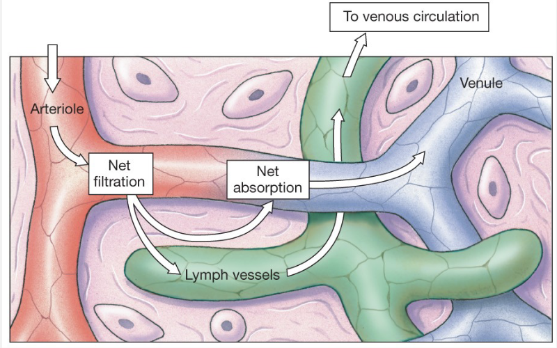 <ul><li><p>occur as a result of pressures → constant exchange btw circulatory system and the interstitial fluid</p></li><li><p>filtration at arterial end</p></li><li><p>absorption at venule end</p></li><li><p>excess reabsorbed by lymph system</p></li></ul><p></p>