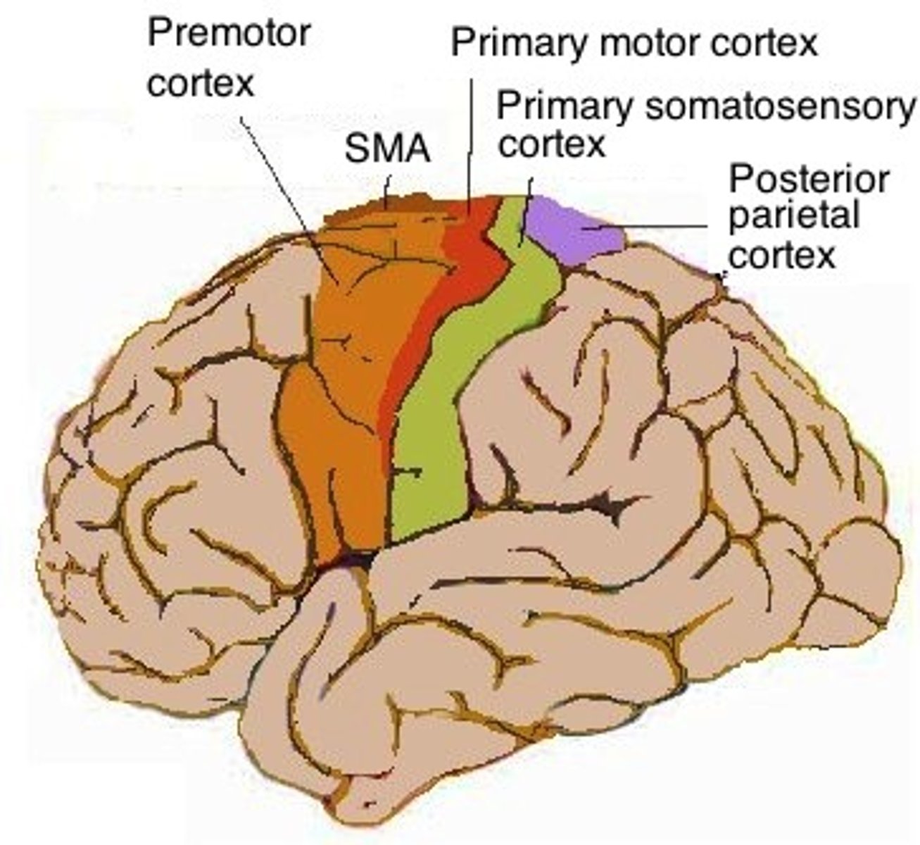 <p>is anterior to (in front of) primary motor cortex; responsible for the control of movement in response to external stimuli.</p>