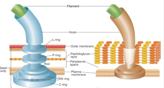 <p>bacterial flagella</p>