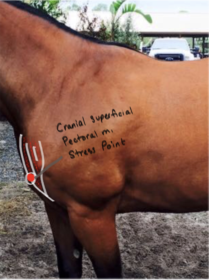 <p>Cranial Superficial Pectorial; assists in protraction and lateral movement of foreleg.</p>