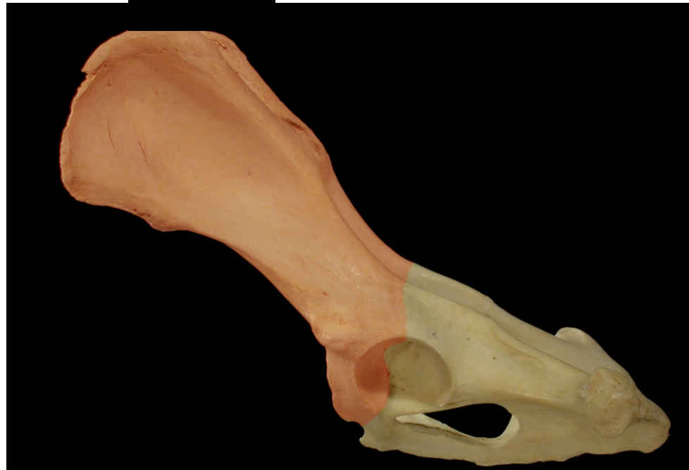 <p>Ilium </p>