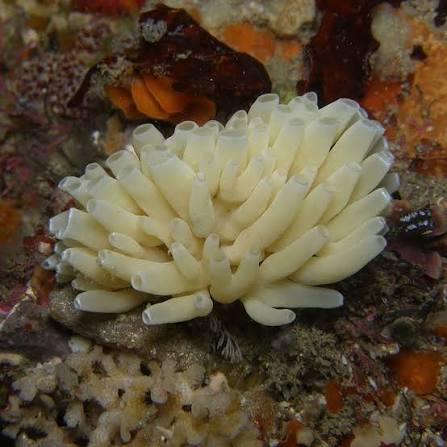 <p><span>relatively rare, and that they only have calcium &nbsp; &nbsp;</span></p><p class="s2"><span>&nbsp; carbonate spicules</span></p>