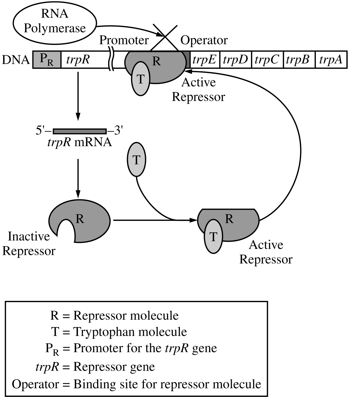 <p>The Trp operon is a coordinately regulated group of genes (trpA–trpE) that are required for tryptophan biosynthesis in E. coli. Based on the figure above, which of the following correctly describes the regulation of the Trp operon?</p>