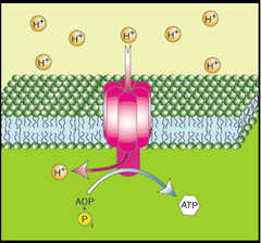 <p>Sites used to form electrochemical gradient vary among bacterial species and environmental condition</p><p>-Where H+ and e- transduction are linked</p>