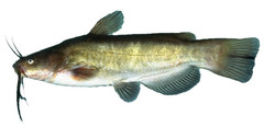 <p>Ameiurus nebulosus</p>