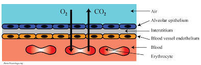 <p>allows for gas exchange</p>