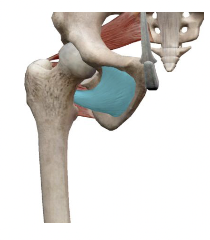 <p>What is the muscle name, its origin, its insertion, its action, and its innervation?</p>