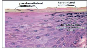 <p>Can be found in masticatory mucosa</p>