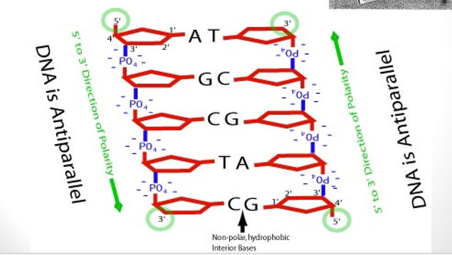 <p>double <strong>helix </strong>(twisted <strong>ladder</strong>)</p><p>each unit made of sugar (<strong>deoxyribose</strong>) and <strong>phosphate backbone </strong>with <strong>nitrogen base </strong>(“rungs”) held together with <strong>covalent </strong>bond (a.k.a. <strong>nucleotide</strong>)</p><p>nitrogen <strong>bases </strong>from one backbone <strong>connects </strong>to complementary nitrogen <strong>base </strong>on <strong>another backbone </strong>via <strong>hydrogen bonds</strong></p><p>strands are put together <strong>anti</strong>-<strong>parallel </strong>→ <strong>one </strong>strand is “<strong>upside-down</strong>” compared to other</p>
