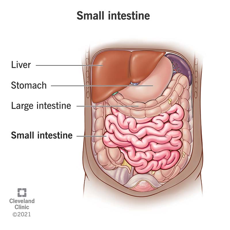 <p><strong>Large intestine (colon)</strong></p>