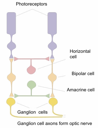 <p>involves vertical and horizontal connections</p><p>• Photoreceptors release the neurotransmitter glutamate in dark</p><p>• Glutamate excites some bipolar cells, inhibits others.</p><p>• Bipolar cells excite or inhibit retinal ganglion cells. </p><p>Retinal ganglion cells give rise to the optic nerve fibres.</p><p>• Horizontal and amacrine cells carry signals horizontally across retina.</p>