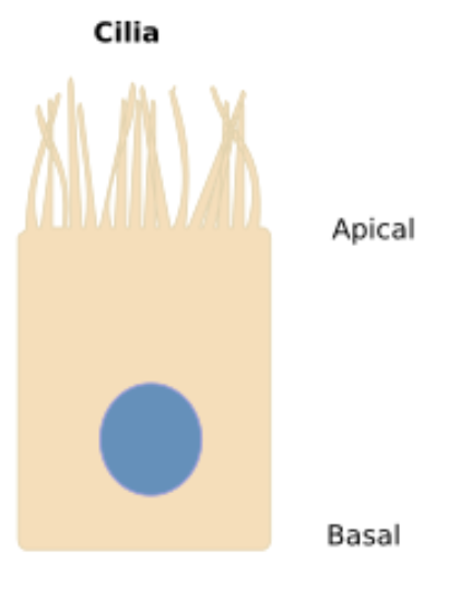 <p>hair-like structures that can</p><p>move in a coordinated manner to propel</p><p>substances along a surface; only found in</p><p>the oviducts and certain airways</p><p>(trachea, bronchi, non-respiratory</p><p>bronchioles)</p>