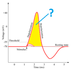 <p>stored energy due to position or internal state</p>