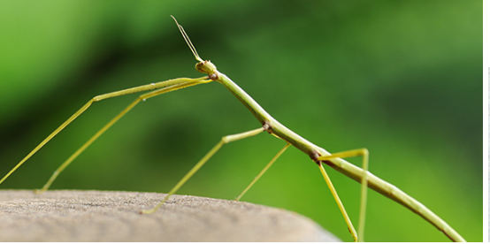 <p>What is the name fo this bug </p>