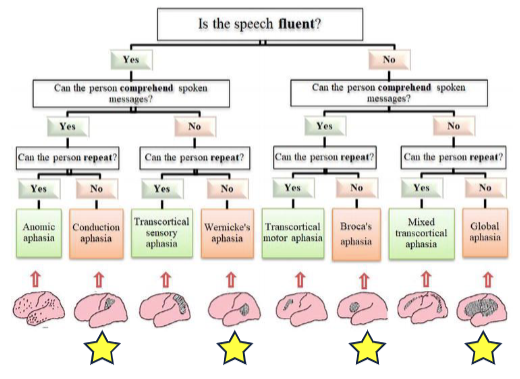 <p><span> Impairment in expression, comprehension, and/or manipulation of sounds or other language components<br> Occurs due to injury or lesion<br> Frequently due to stroke</span></p>