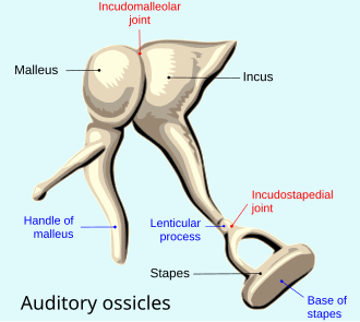 <p>ossicles</p>