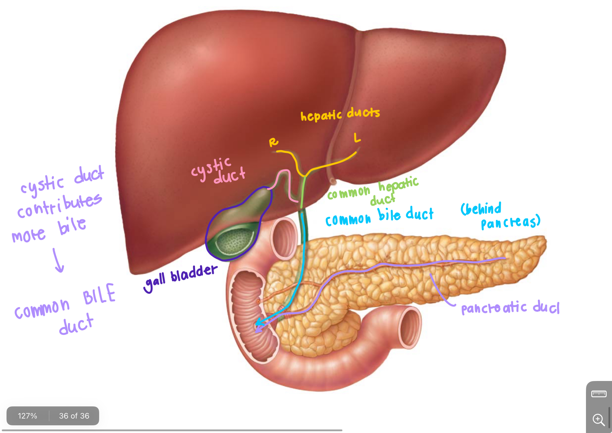 <p>carries bile and pancreatic enzymes</p><ul><li><p><strong>left and right hepatic ducts</strong> —> Form <strong>common hepatic duct</strong></p><ul><li><p>add on <strong>cystic duct</strong> from gall bladder → becomes <strong>common bile duct </strong></p></li></ul></li><li><p>pancreatic duct joins to drain into the <strong>duodenum</strong> together</p></li></ul><p></p>