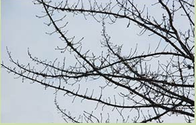 <p>long shoots with short shoots (no leaf, flower, or fruit) </p>
