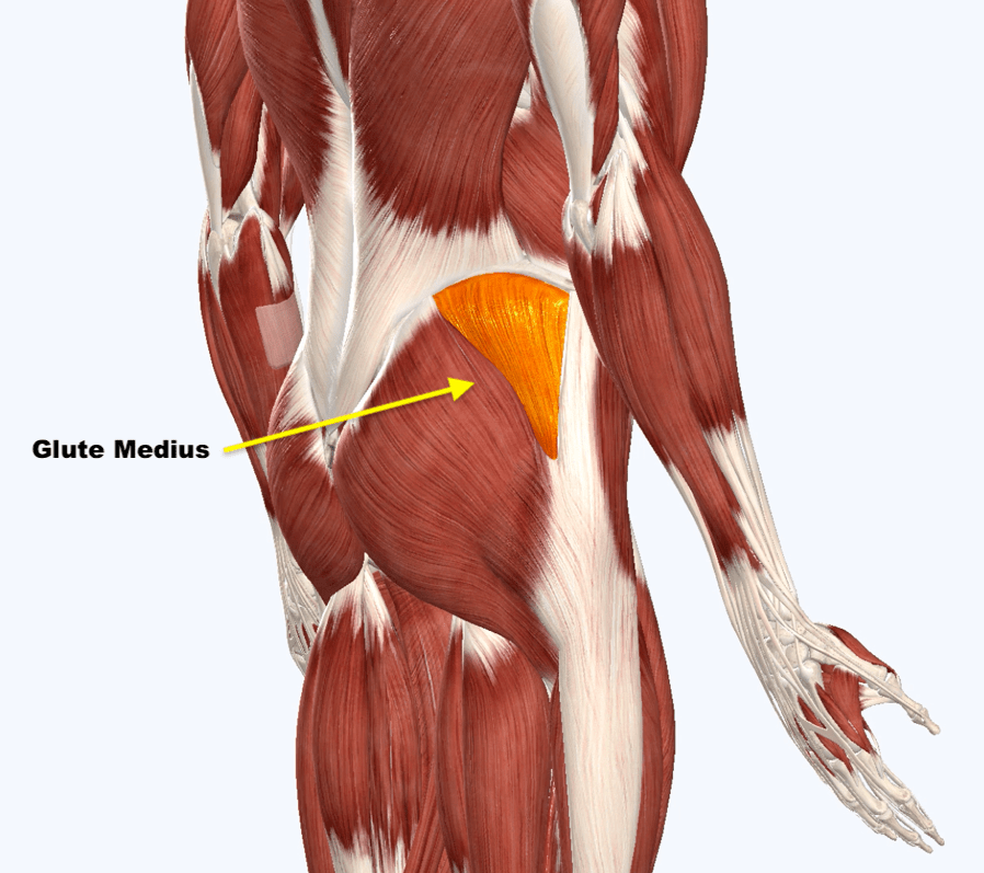 <p>Mittlerer Gesäßmuskel (M. gluteus medius)</p>