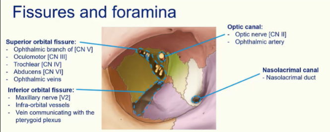 <ol><li><p>Ophthalmic branch of cranial nerve V (trigeminal)</p></li><li><p>Oculomotor CN III</p></li><li><p>Trochlear CN IV</p></li><li><p>Abducens CN VI</p></li></ol><p></p><p></p>