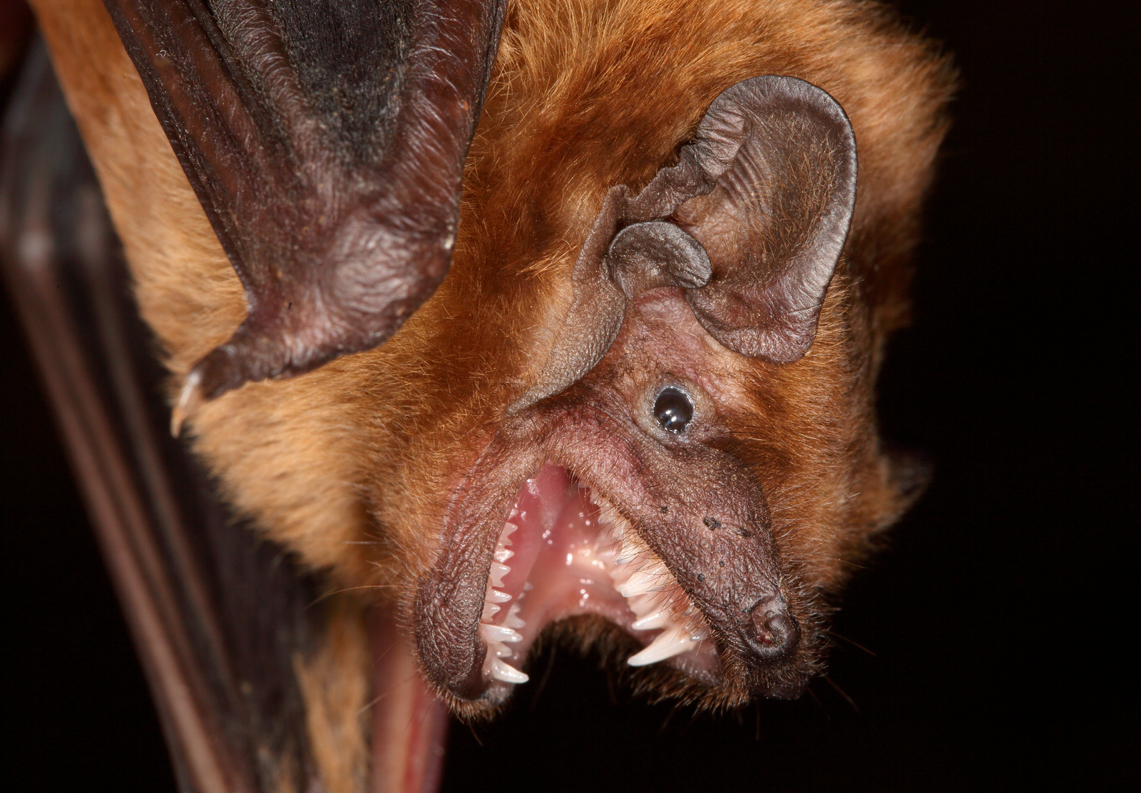 <p><span>Kroppslängd&nbsp;60–89</span></p><p><span>underarm&nbsp;47–58 mm</span></p><p><span>vingspann&nbsp;320–450 mm</span></p><p></p><p><span>Vanlig art</span></p>